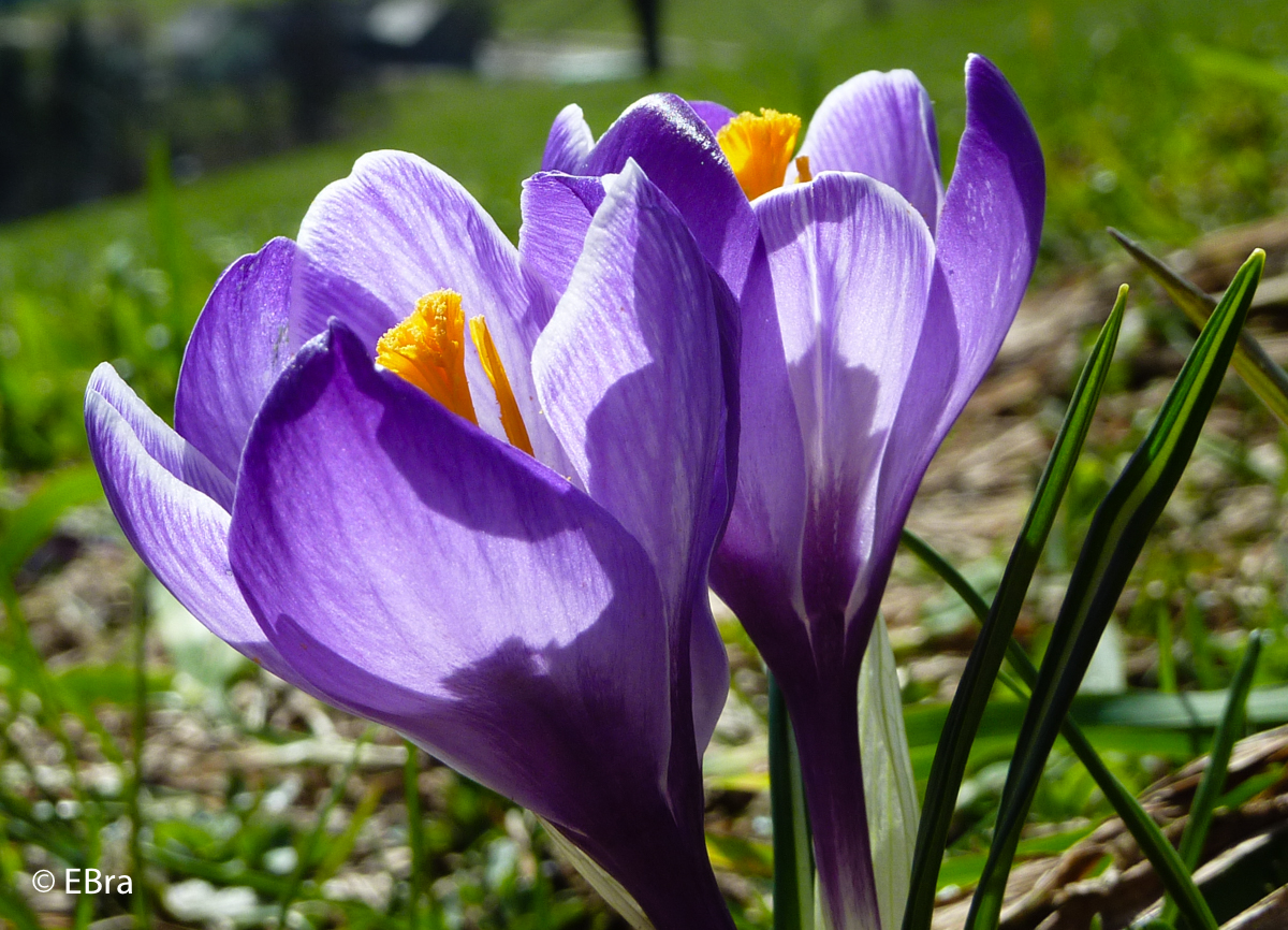 Frühlingsblumen-4 - Fotoklub St. Ulrich